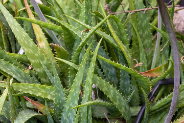 Aloe Vera green plants in the garden.