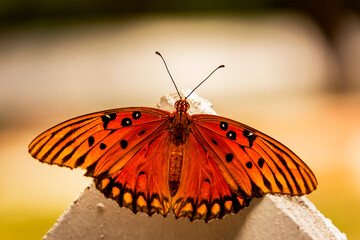 Fototapeta na wymiar Resting Butterfly