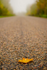 A Leaf Lying On A Road