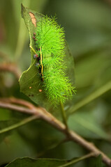 Eine grüne Automeris-Raupe auf einem Blatt