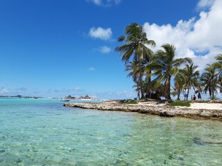 Obraz premium beach with palm trees