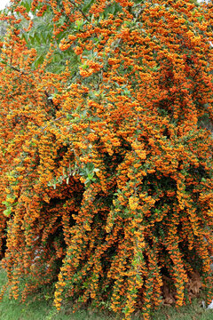 A vertical shot of pyracantha saphyr orange bushes in a field at daytime