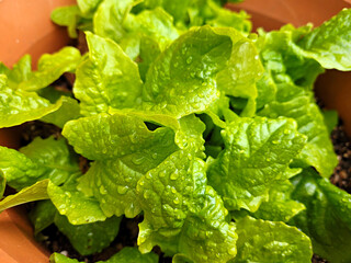 Growing lettuce, Lettuce seedlings, Fresh lettuce
