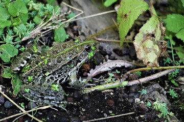 Grenouille camouflage