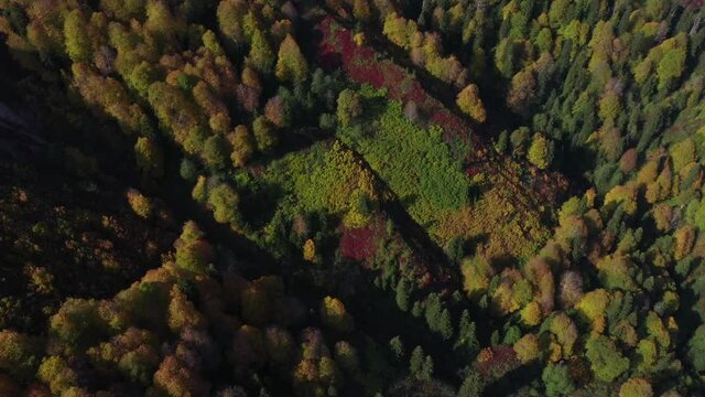 A bird's eye view of a pine forest. Pine trees are pretty prevalent in Turkey.