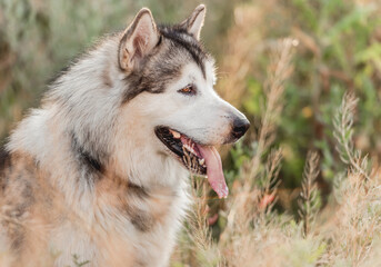 Cute dog in high grass