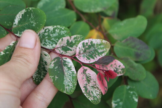 A female hand delicately touching the pink spotted leaves of the Hawaiian snowbush, breynia disticha.