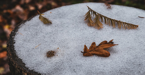First snow with dry leaves on a stump