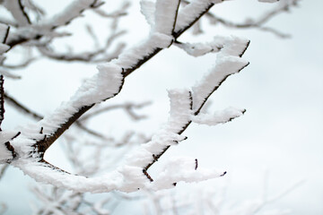 snow covered tree