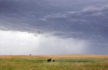 Prairie Storm Clouds Canada