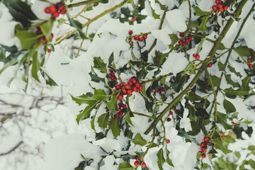red and green leaves