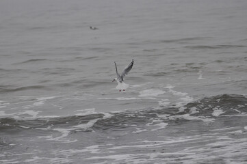 Jagende Möwen - Seagulls hunting