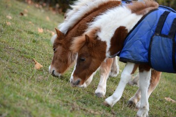 horse, miniature horse, mini horse, pasture, field, foal