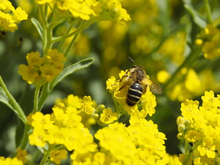 Biene in Blüte