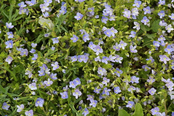 forget me not flowers