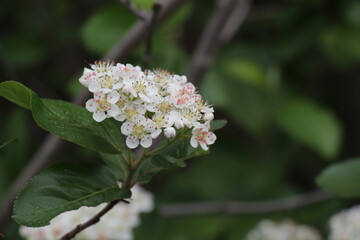 white flowers of a chokeberry