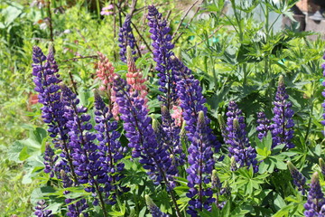 Obraz premium lupine flowers in the garden