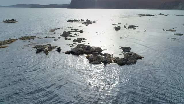 Aerial around Seals, sea lions lie on rocks cliffs large group next to coast in calm bay. Close up rookery wild animals in their natural habitat. Sunrise seascape. Birds fly hunt. Russia Far East film