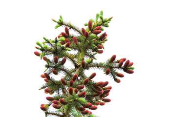Spruce cones on a coniferous tree