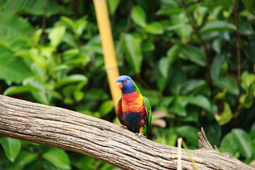 Loriquet à tête bleue