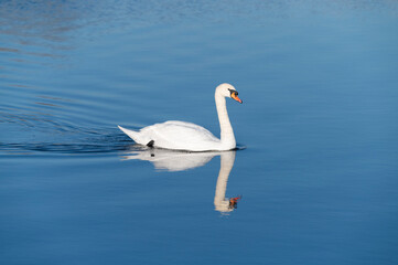 Obraz premium Single swan on the beautiful blue lake