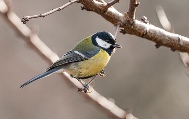 Great tit  on a branch in the yard