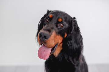 Muzzle of scottish setter dog with tongue