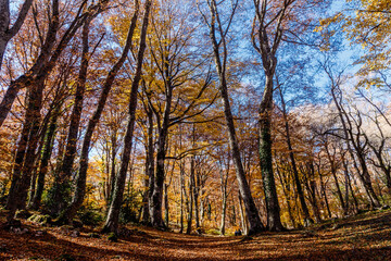 Foliage al Bosco di Sant'Antonio a Pescocostanzo