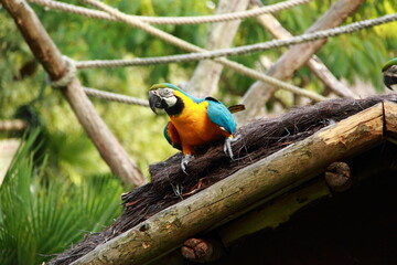 Perroquet jaune et bleu