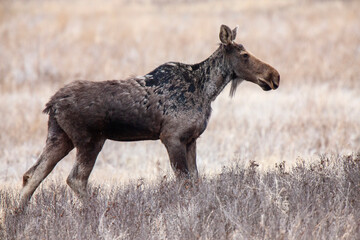 Moose in Saskatchewan