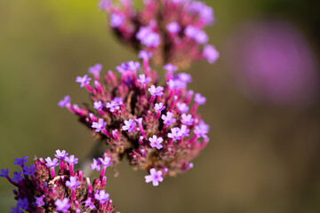 Close-up of blossoms of the Patagonian vervain (verbena bonariensis) with blurry background