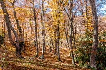 Foliage al Bosco di Sant'Antonio a Pescocostanzo