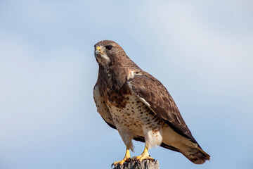 Swainson Hawk Saskatchewan