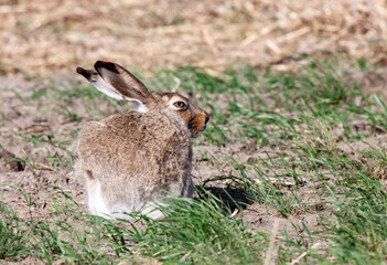 Wild Rabbit in Field