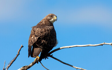 Swainson Hawk Saskatchewan
