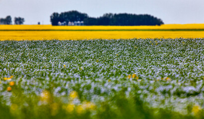 Obraz premium Flax and Canola