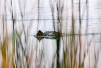 Northern Merganser Duck