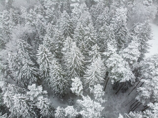 Winter forest with snowy trees, aerial view