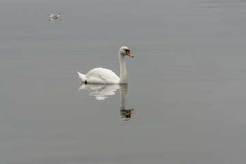 Höckerschwan einsam auf einem See