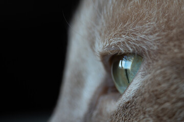 side angle of a blue green cat eye looking to the side with black background © Matthew