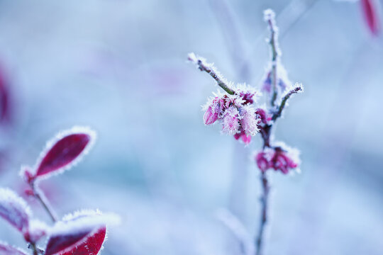 Field of beautiful frosted flower buds of a drawf blueberry plant. Selective focus with extreme blurred foreground and background.  