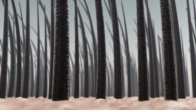 Hair keratin strengthening, hair care. Treatment and care of hair. Hair with skin under microscopic close-up view, 4k 3D Animation