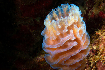 Sponge underwater close up Caribbean sea Bonaire 