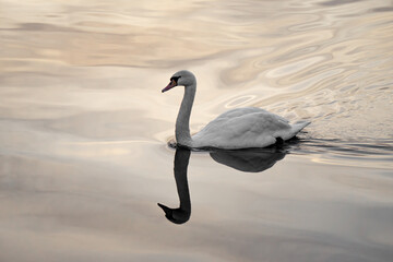 schöne Spiegelung vom Schwan