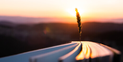 Inspiration and creativity concept. Wheat spike with the warm sun rays of sunset or sunrise with a...