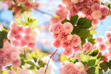 Pink flowers blossoming from a fruit tree at Spring during a sunny day