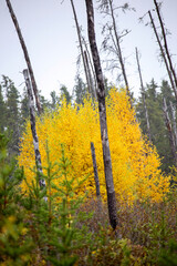 Autumn Northern Saskatchewan