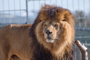 Portrait of a Desert Lion (Panthera leo).