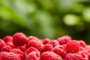 Fresh red ripe raspberries