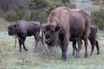 Bisonte europeo en libertad en las montañas de León